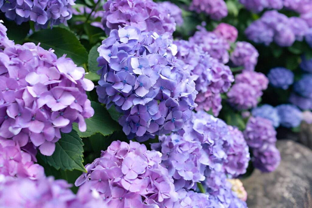 Japonya yağmur mevsiminde açan mavi ve mor Ajisai ortanca çiçekleri.