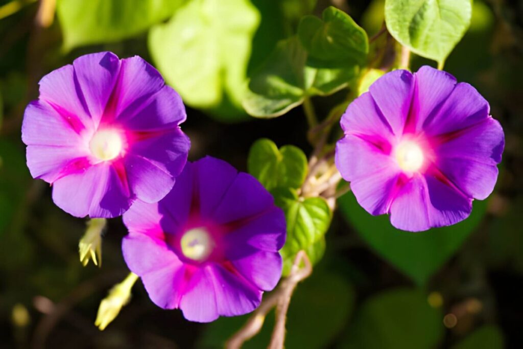 Mavi renkli Asagao sabah zaferi çiçeği, Japon kültüründe geçici güzellik sembolü.