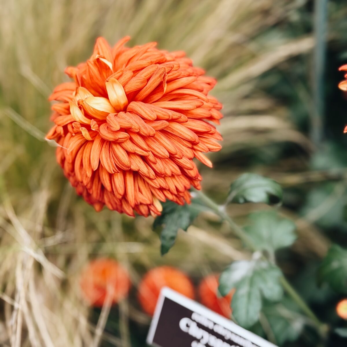 Japon imparatorluk ailesinin sembolü olan sarı Kiku kasımpatı çiçeği.