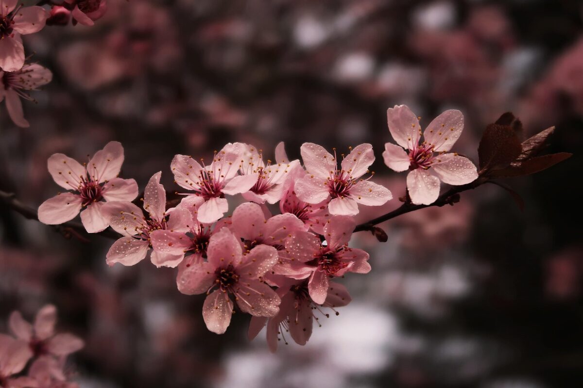 Japon Çiçekleri ve Anlamları: En Güzel 6 Tür [Rehber]
