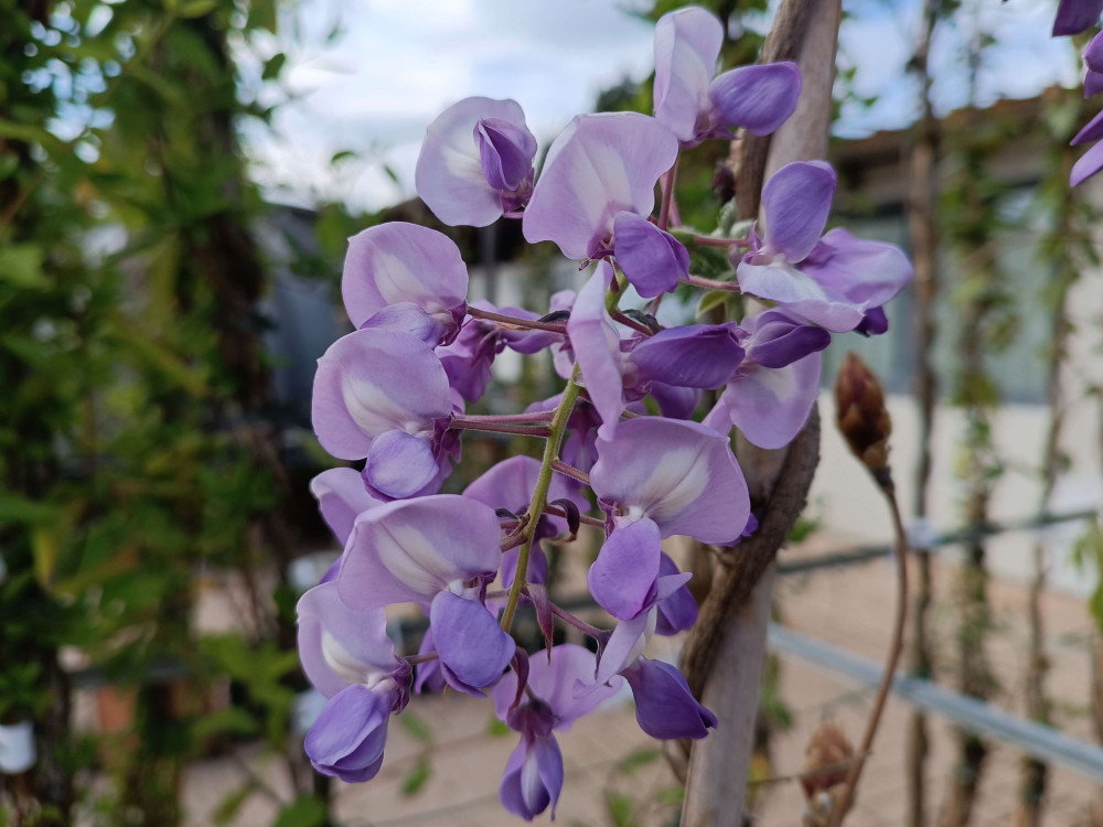 apon bahçelerinde sarkan mor Fuji morsalkım çiçekleri ve zarafet anlamı.