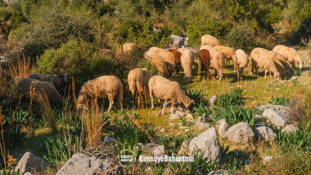 Maximianupolis tarihi yapıda otlatılan koyunlar